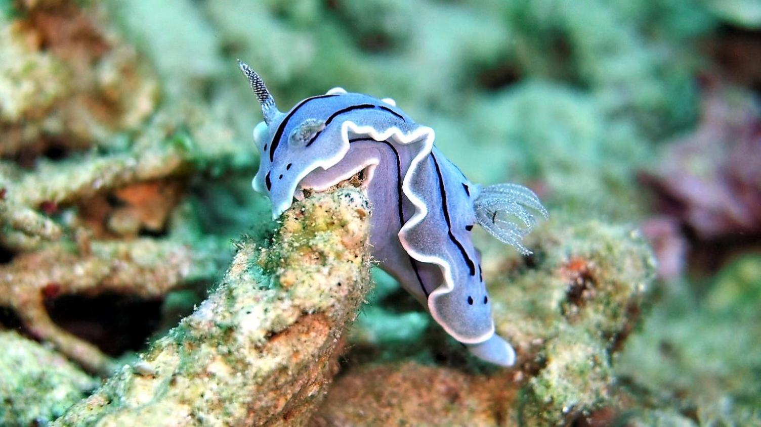 Bunaken Sea Garden Resort Zewnętrze zdjęcie