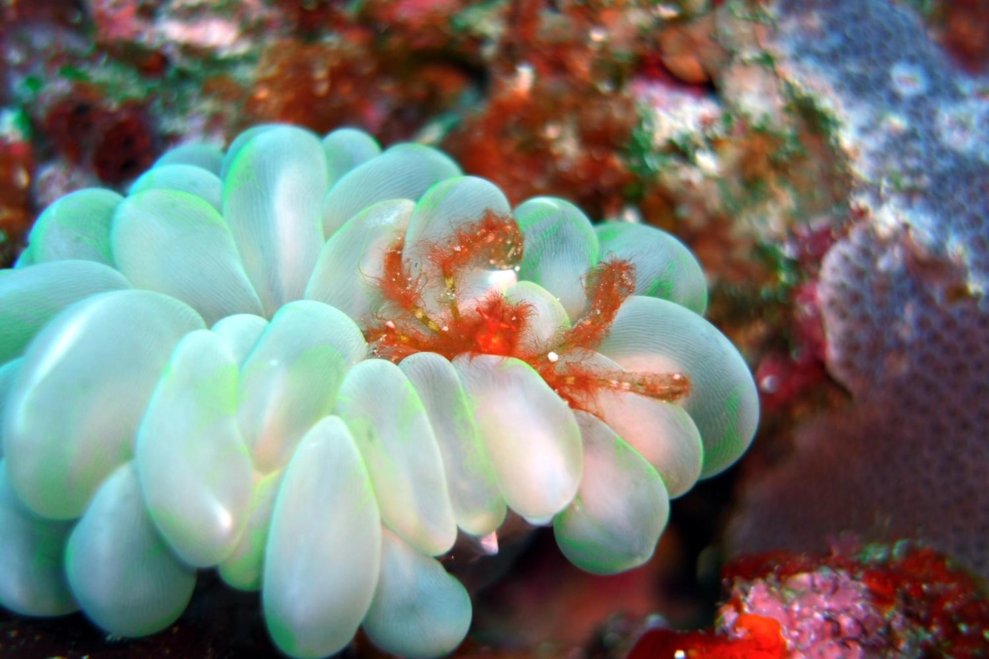 Bunaken Sea Garden Resort Zewnętrze zdjęcie
