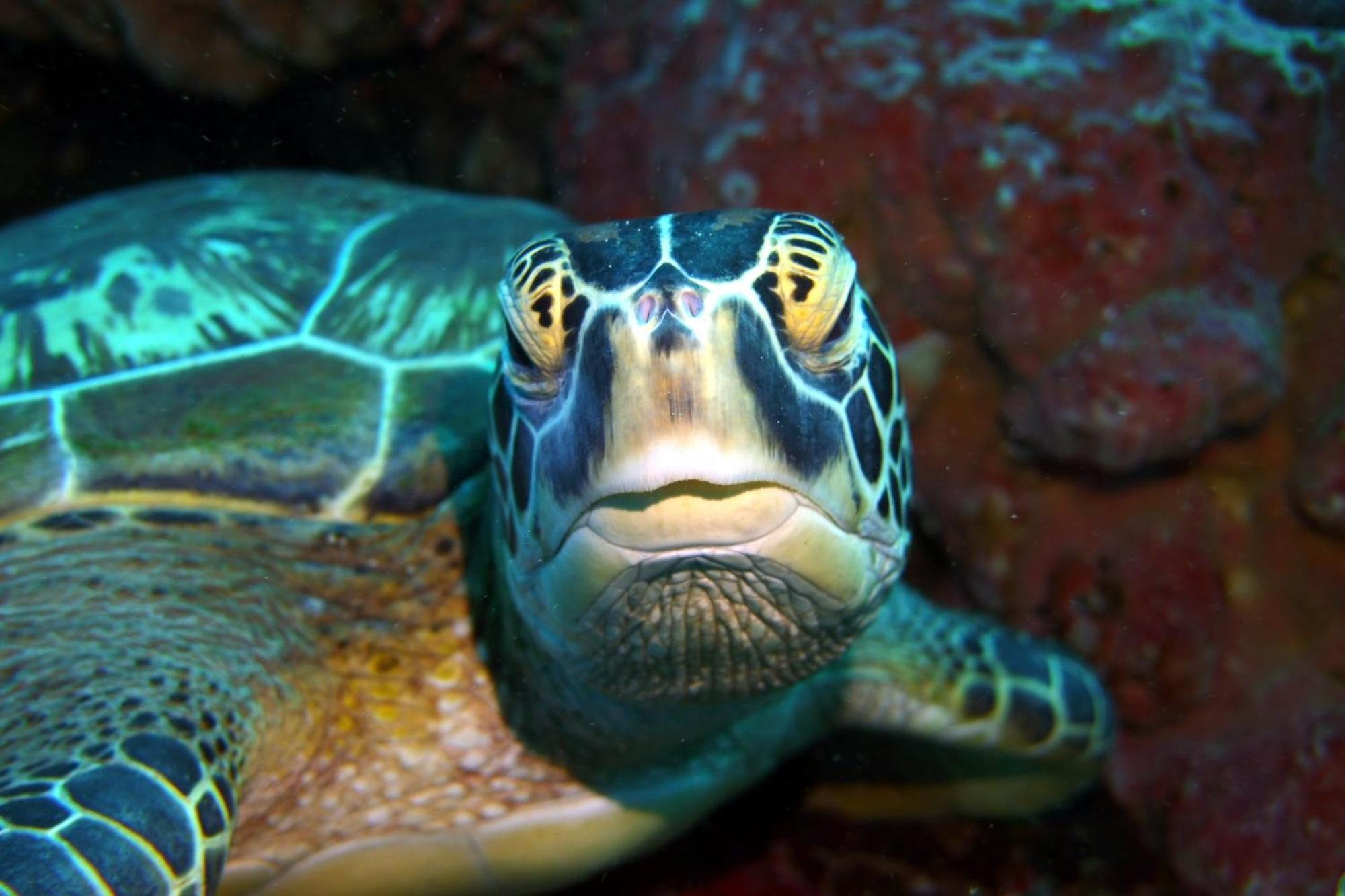 Bunaken Sea Garden Resort Zewnętrze zdjęcie