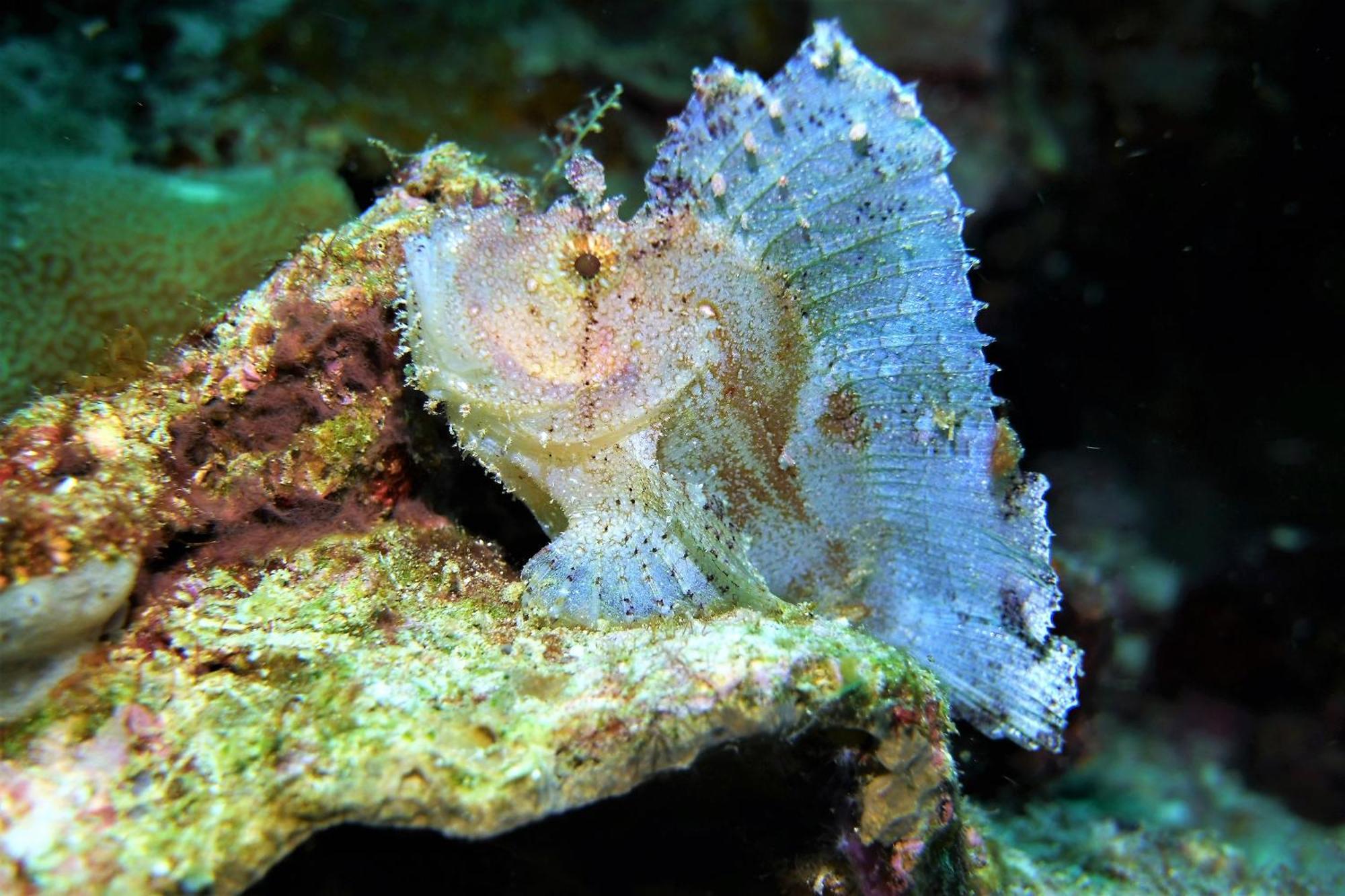 Bunaken Sea Garden Resort Zewnętrze zdjęcie