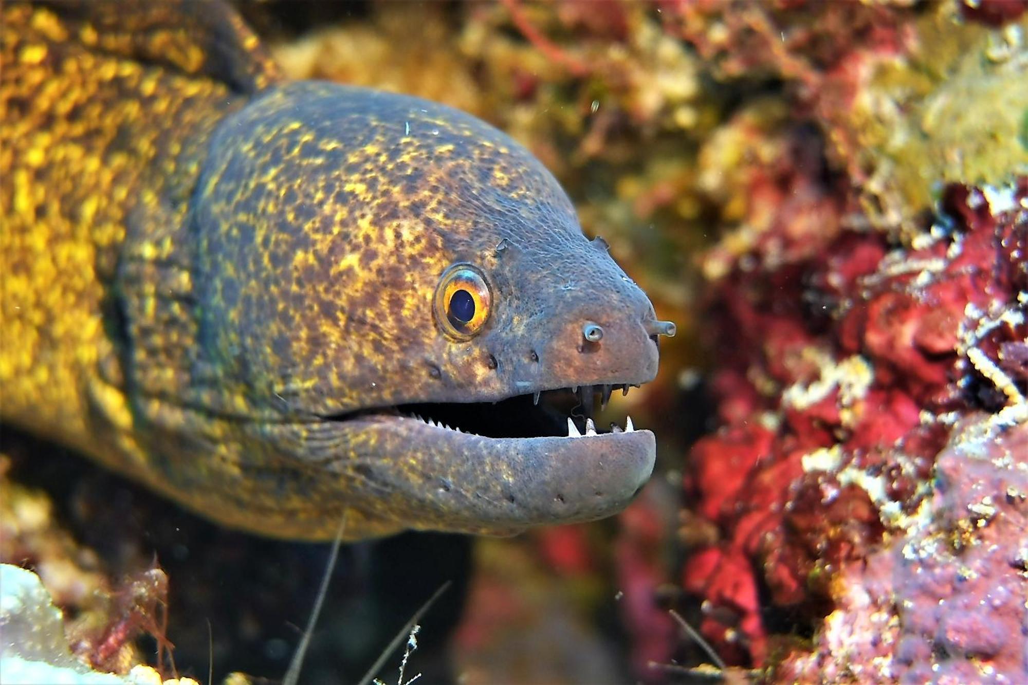 Bunaken Sea Garden Resort Zewnętrze zdjęcie