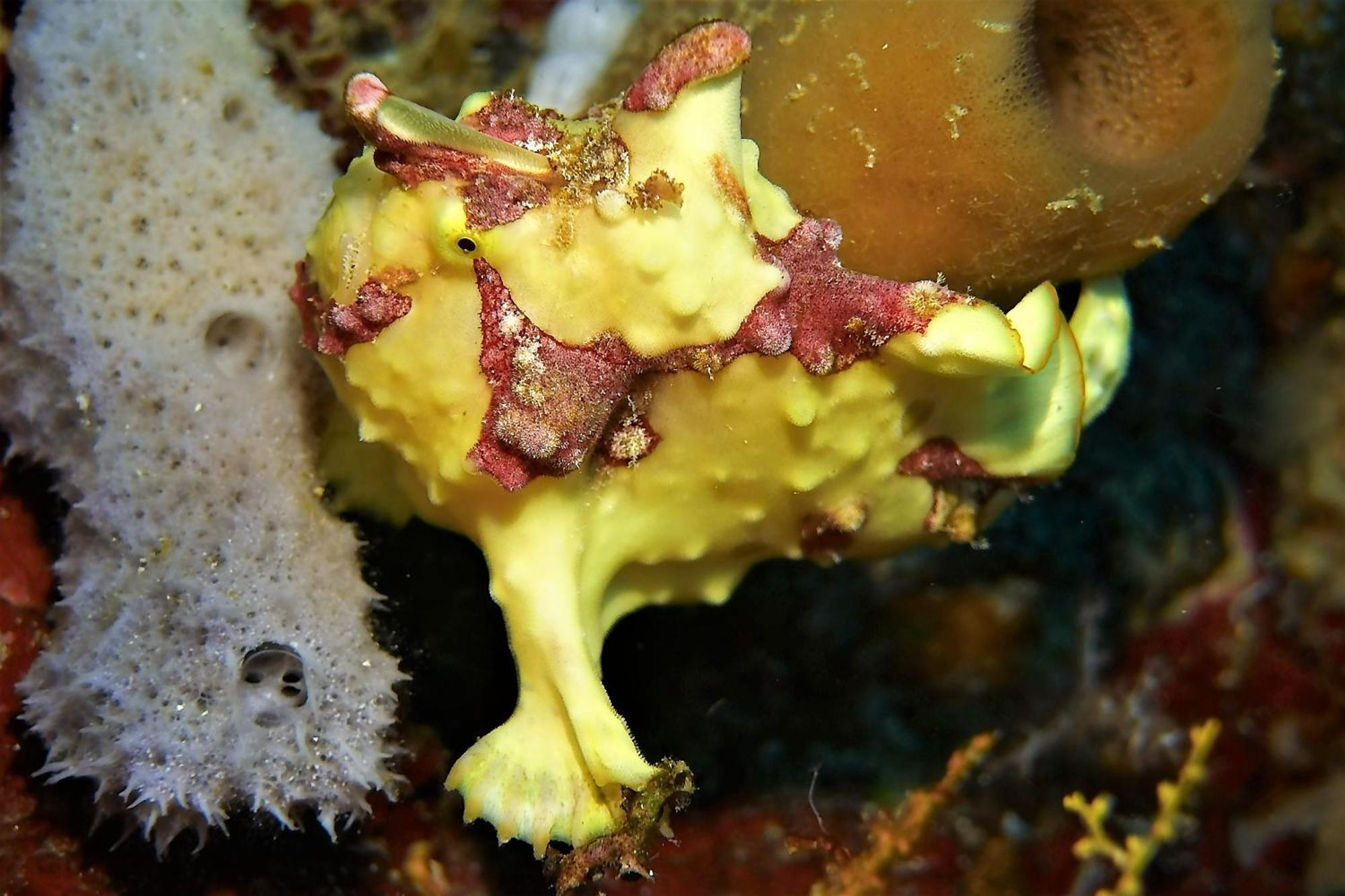 Bunaken Sea Garden Resort Zewnętrze zdjęcie