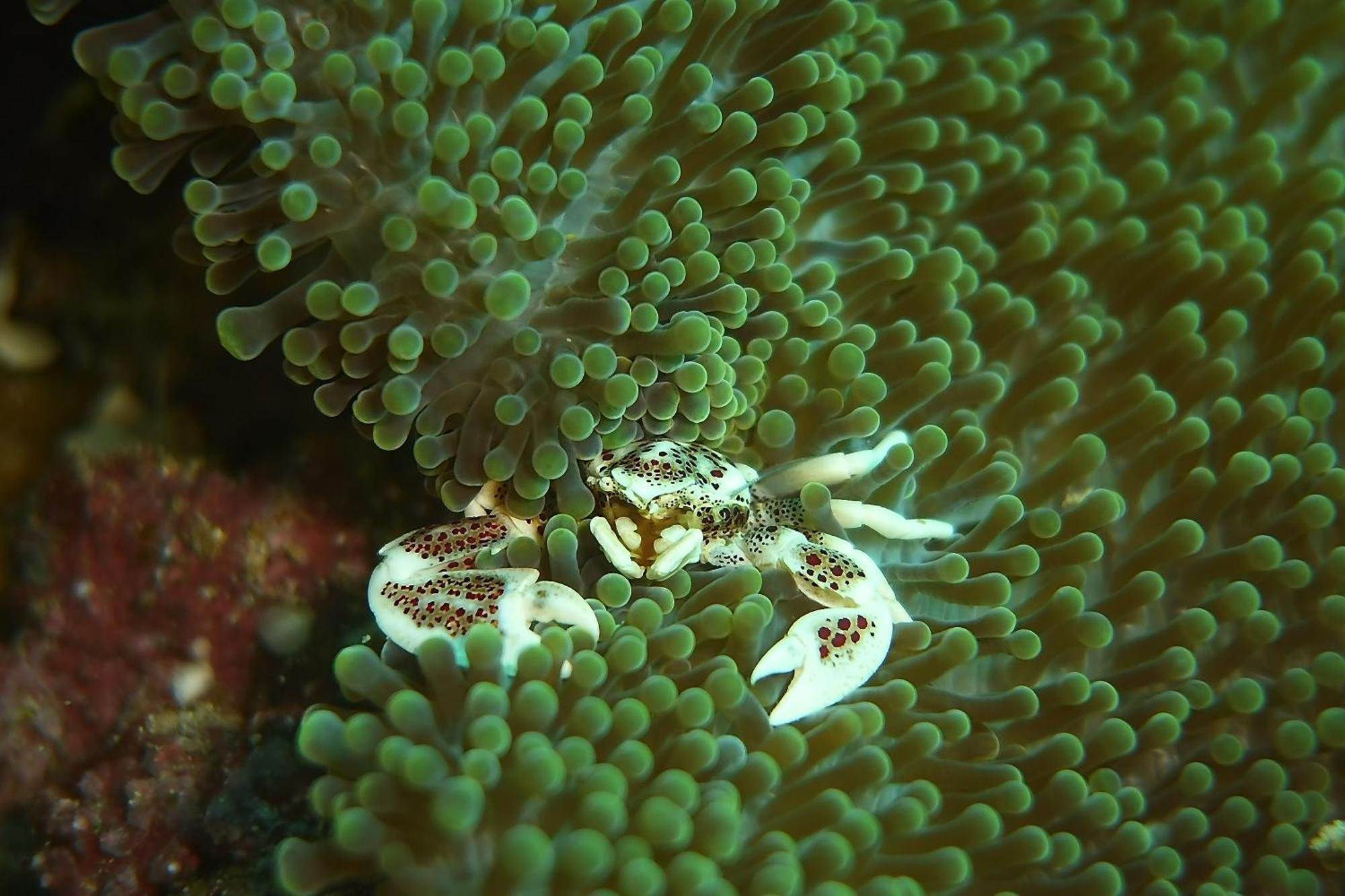 Bunaken Sea Garden Resort Zewnętrze zdjęcie