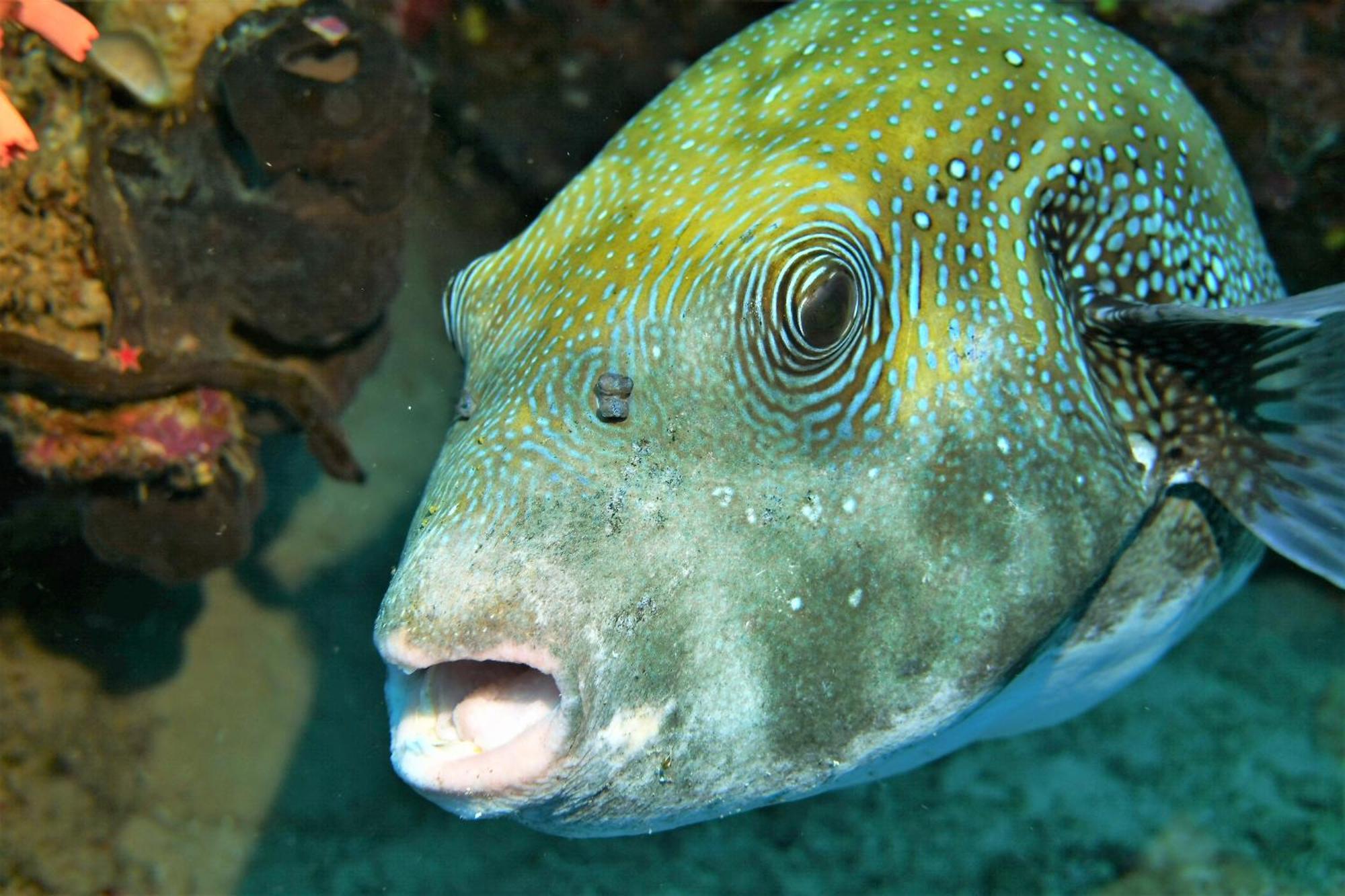 Bunaken Sea Garden Resort Zewnętrze zdjęcie