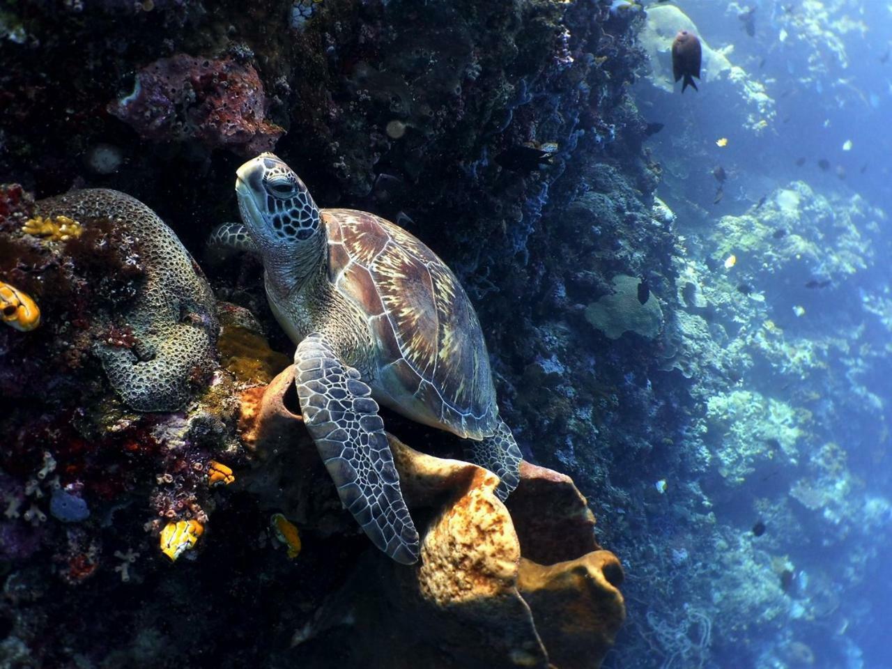 Bunaken Sea Garden Resort Zewnętrze zdjęcie