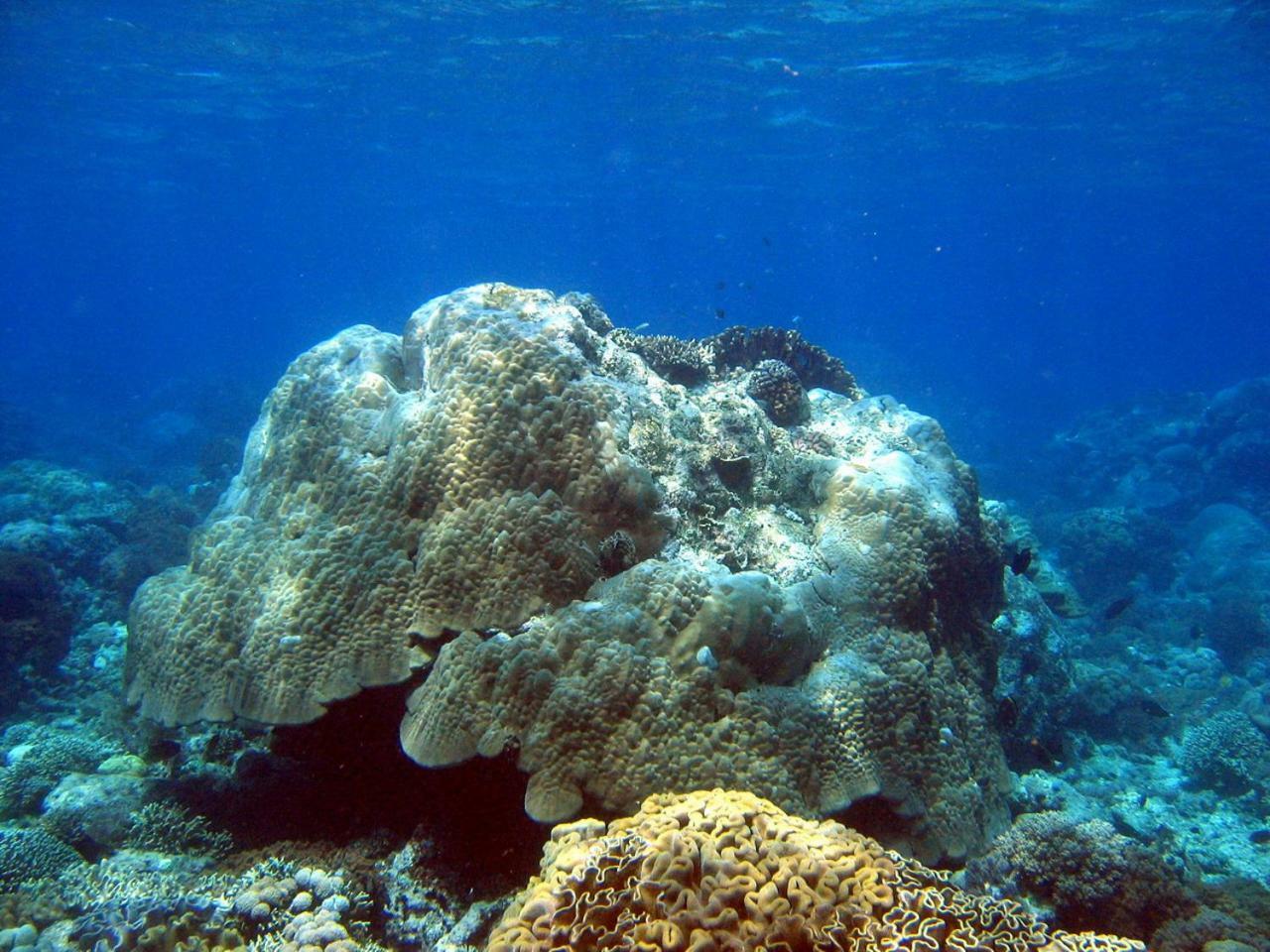 Bunaken Sea Garden Resort Zewnętrze zdjęcie
